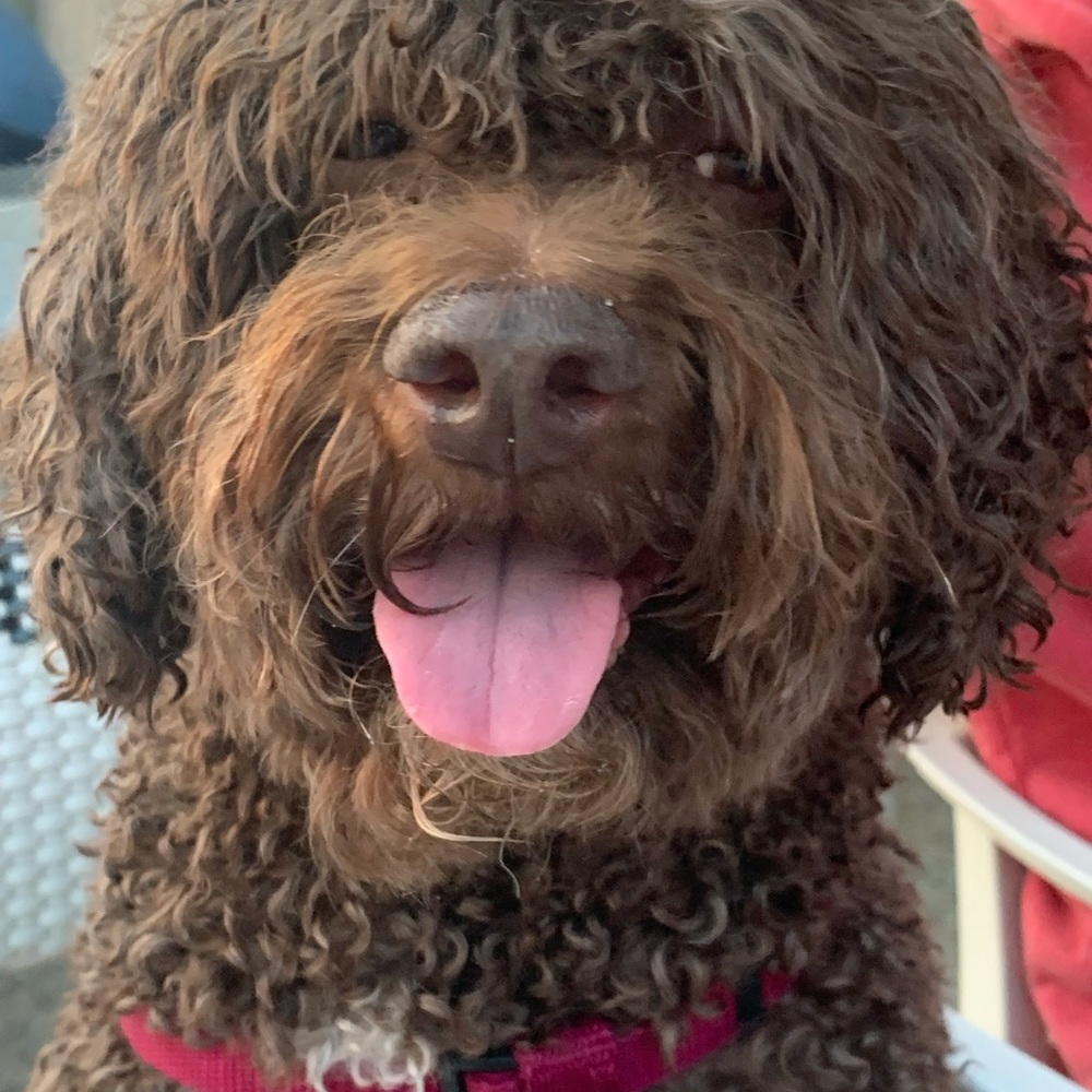 Meet your Posher, Julie